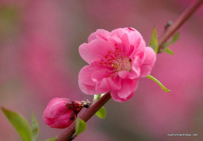 Top 20 Ảnh đẹp thiên nhiên mùa xuân Với màu sắc tươi tắn và rực rỡ