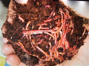 Phytomix  Gây thức ăn tự nhiên sinh trùn chỉ ốc gạo trong ao nuôi quảng  canh ao đất
