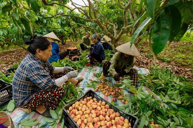 https://vacvina.org.vn/Site/