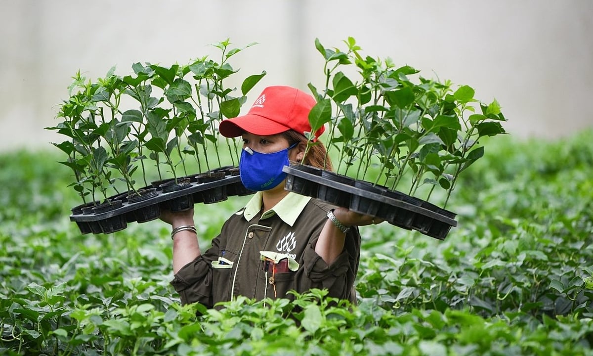 Gỡ
