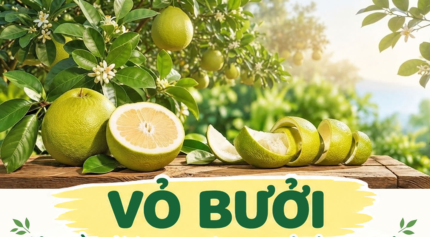 Vỏ