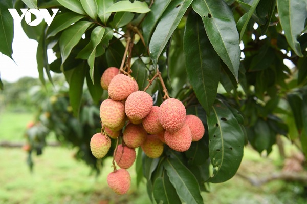 Thủ