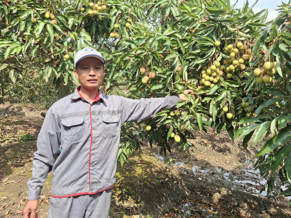 Vải
