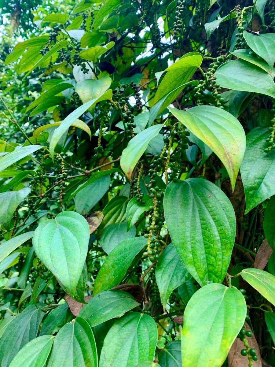 Bảo