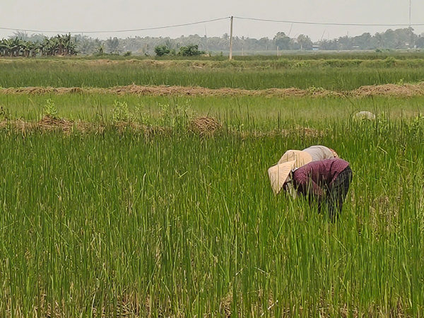 Trường