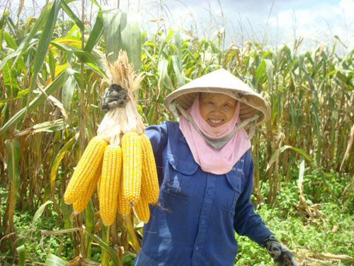Bức