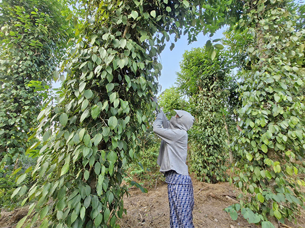 Người