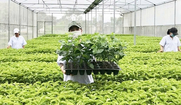 Tổ