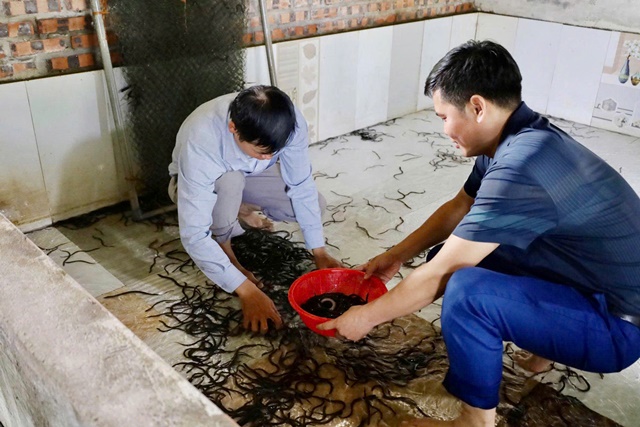Triển