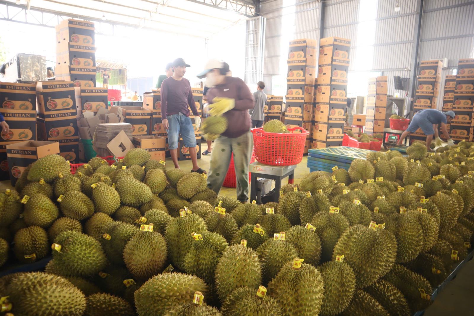 Đắk